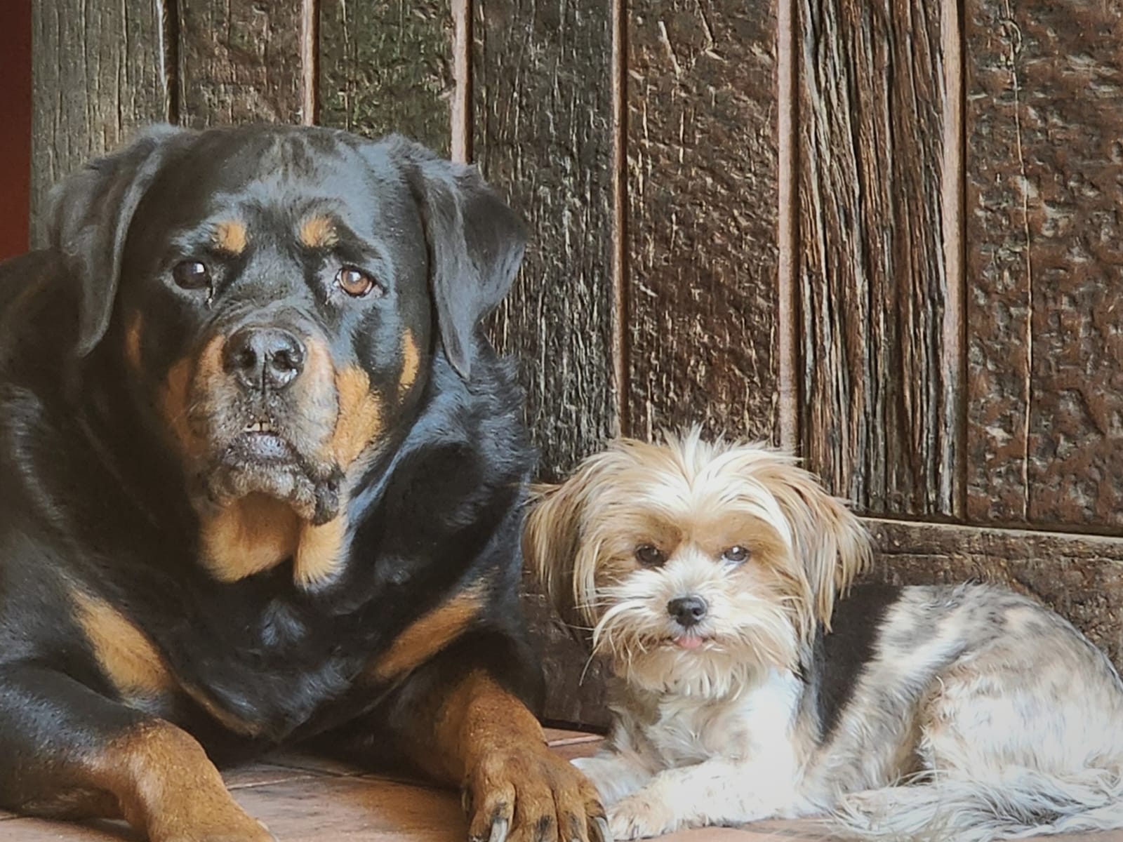 Two dogs example